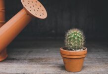 Serwis roślin biurowych latem: zakres prac