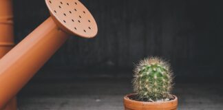 Serwis roślin biurowych latem: zakres prac